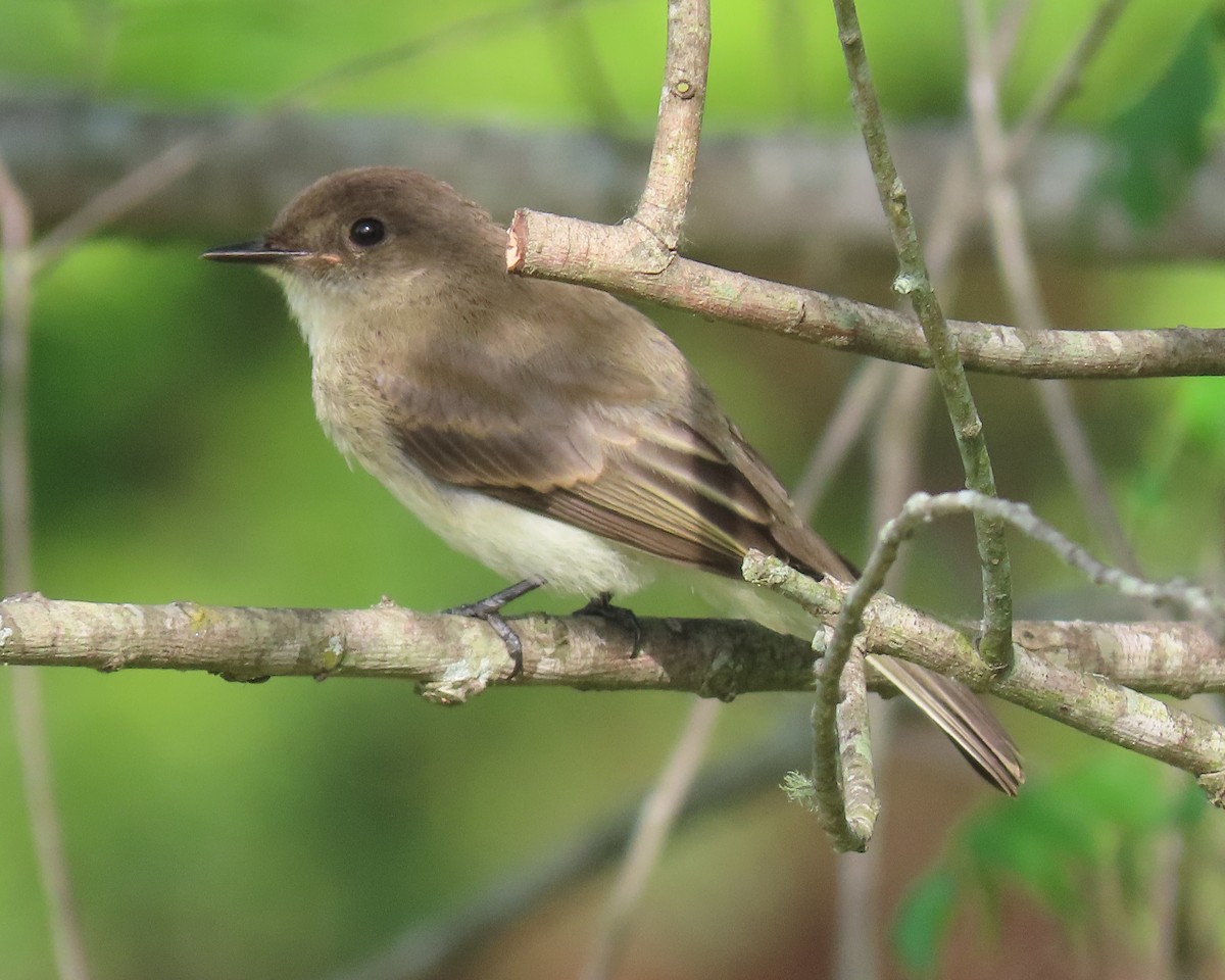 Eastern Phoebe - ML463837801
