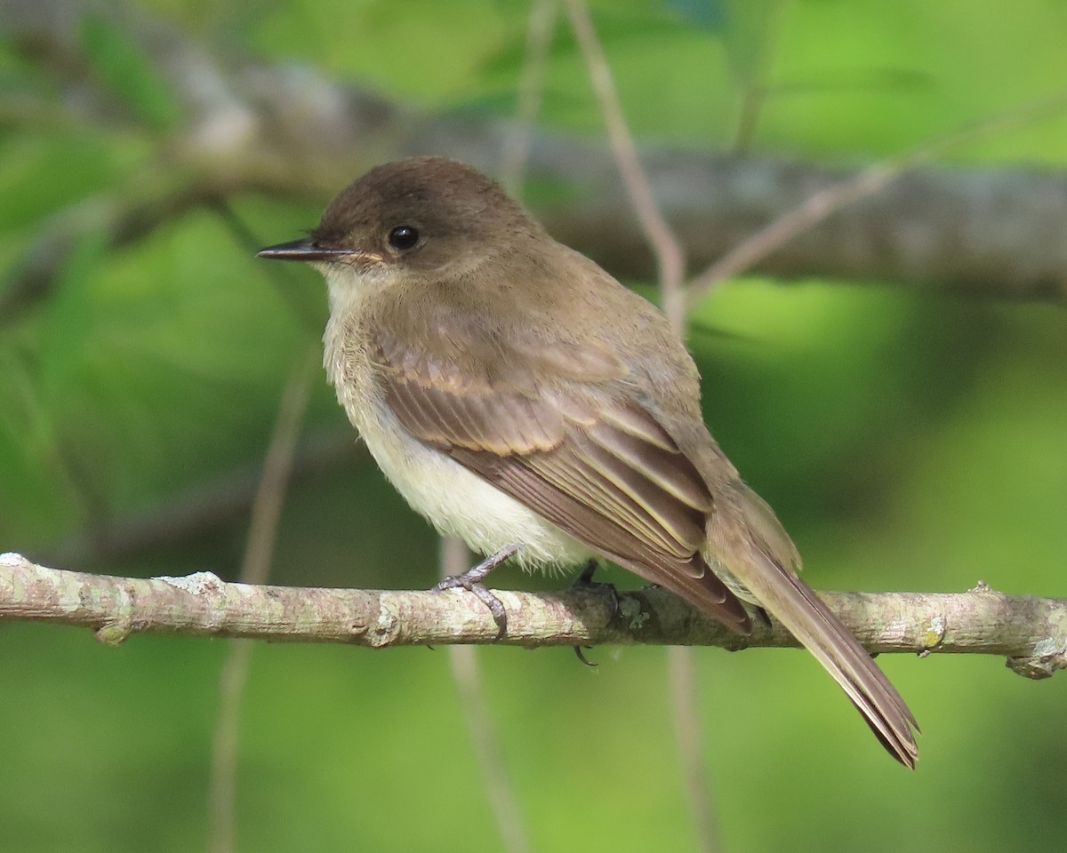 Eastern Phoebe - ML463837811