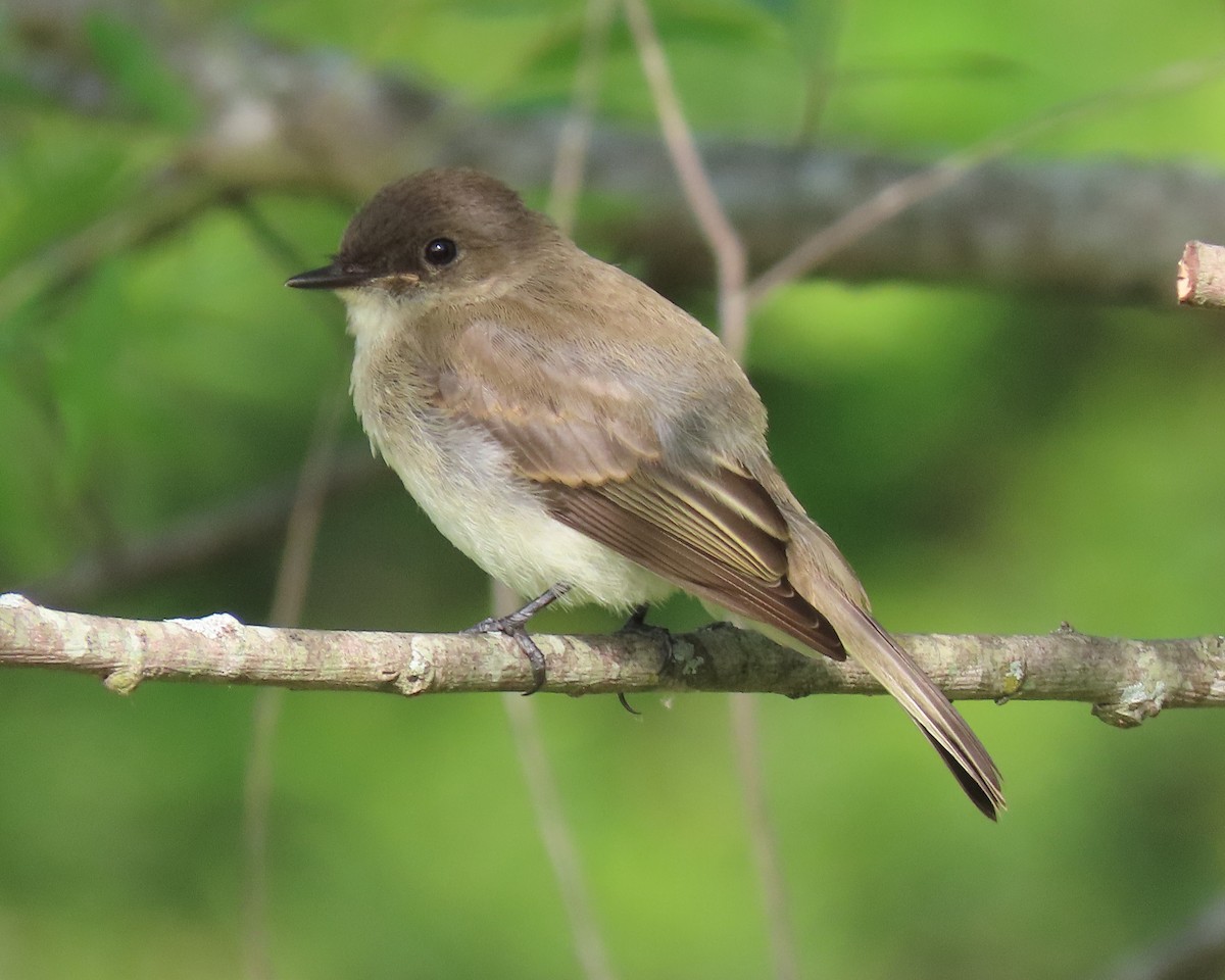 Eastern Phoebe - ML463837831