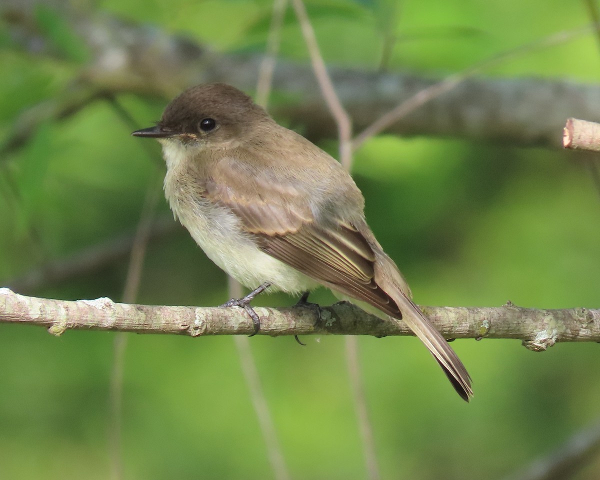 Eastern Phoebe - ML463837861