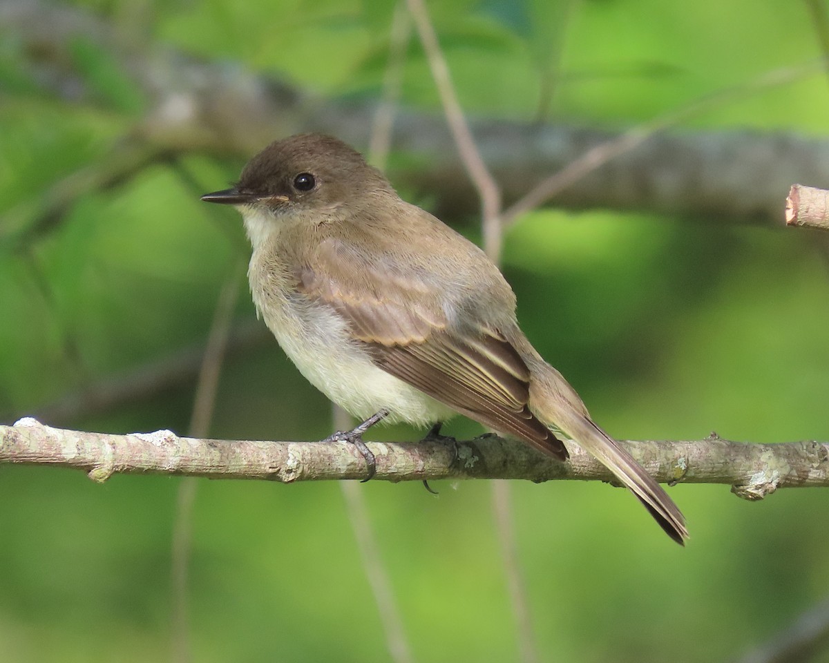 Eastern Phoebe - ML463837871