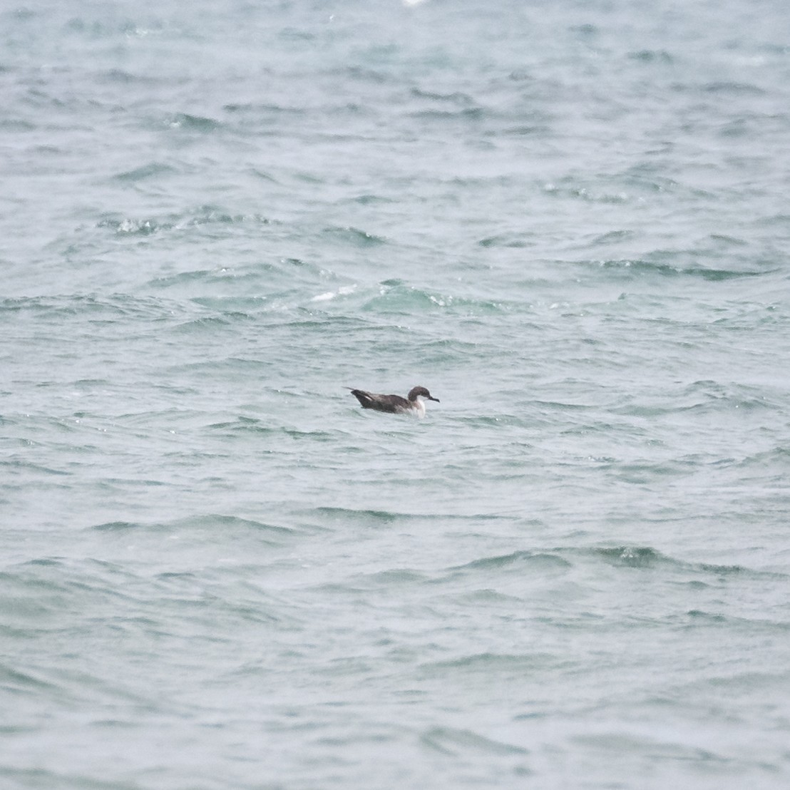 Great Shearwater - ML463837981