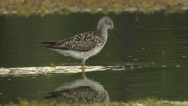 Lesser Yellowlegs - ML463838