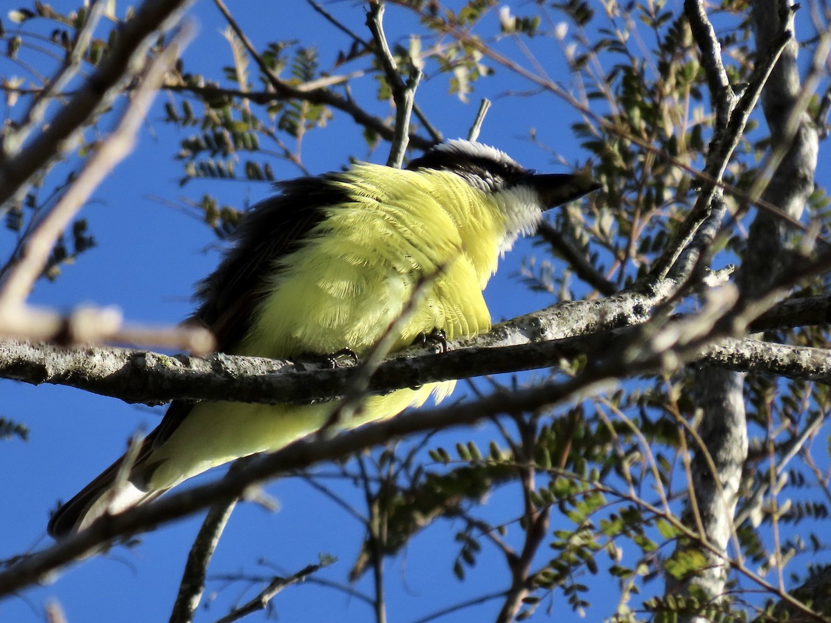 Boat-billed Flycatcher - ML463838841