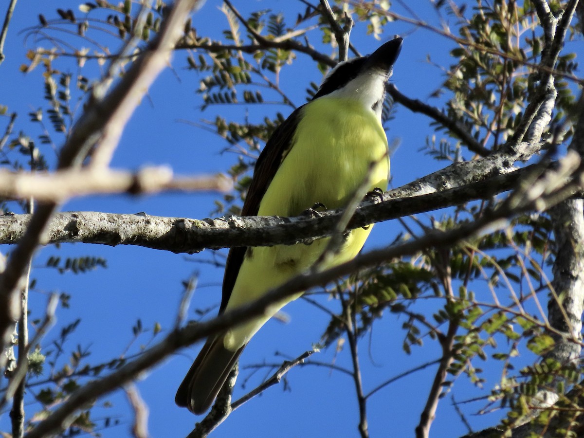 Boat-billed Flycatcher - ML463838851