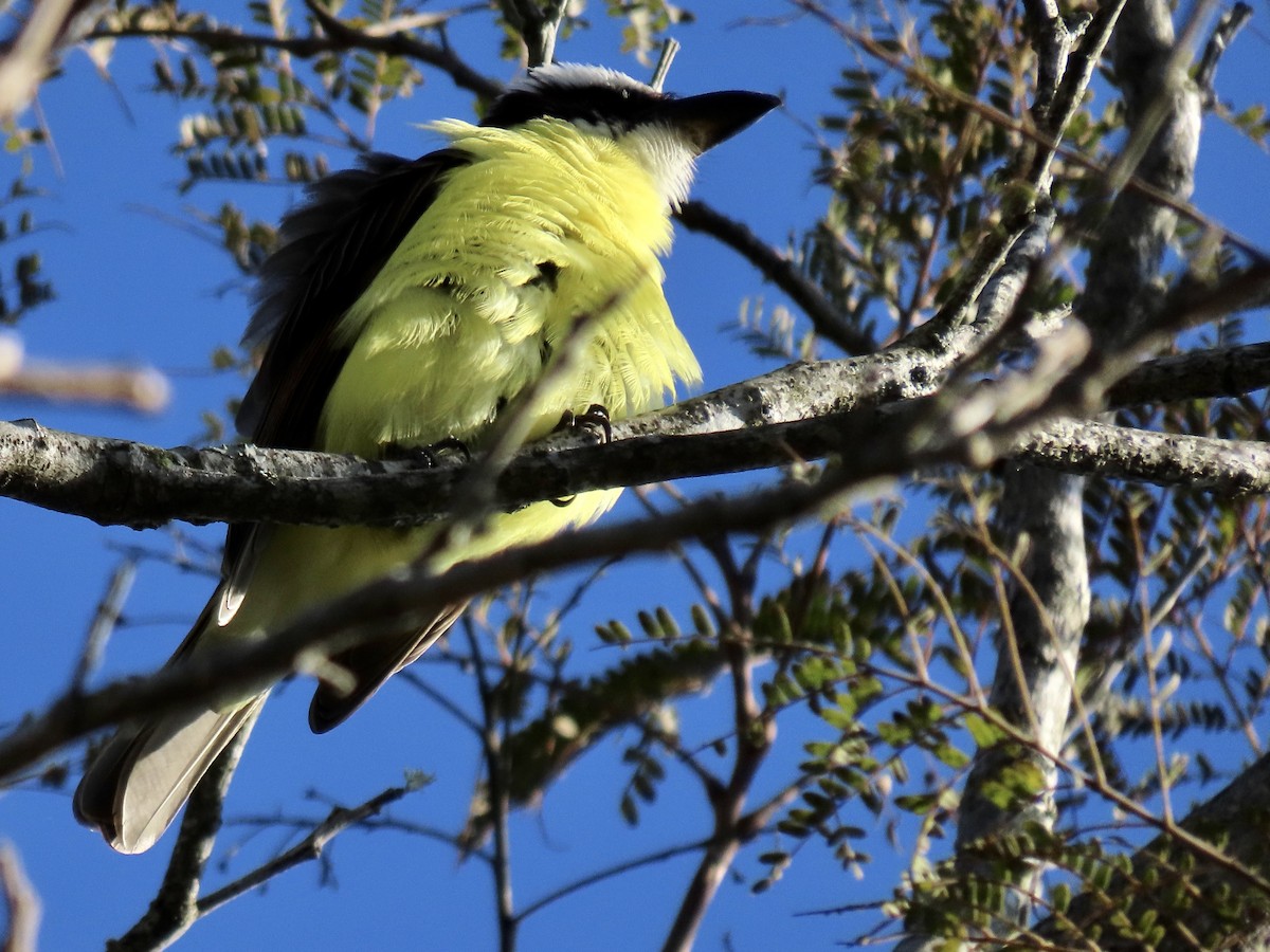 Boat-billed Flycatcher - ML463838861