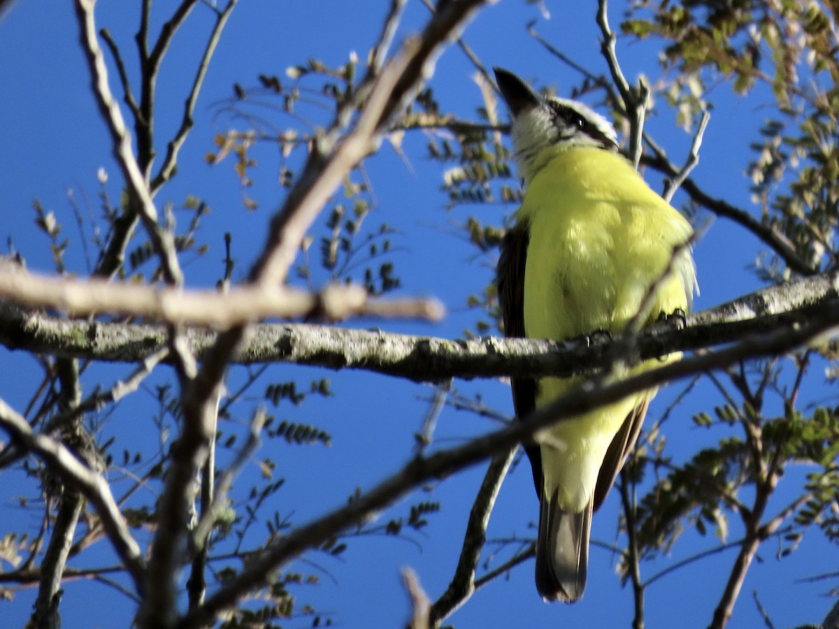 Boat-billed Flycatcher - ML463838871