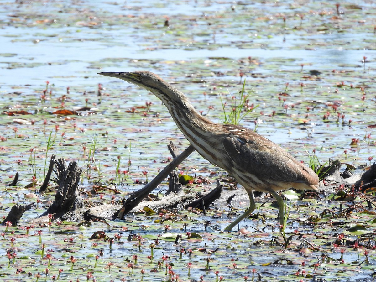 American Bittern - Matthew Watson