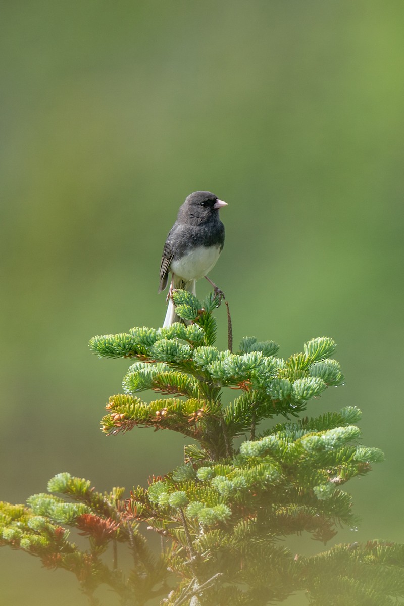 Dark-eyed Junco (Slate-colored) - ML463839041