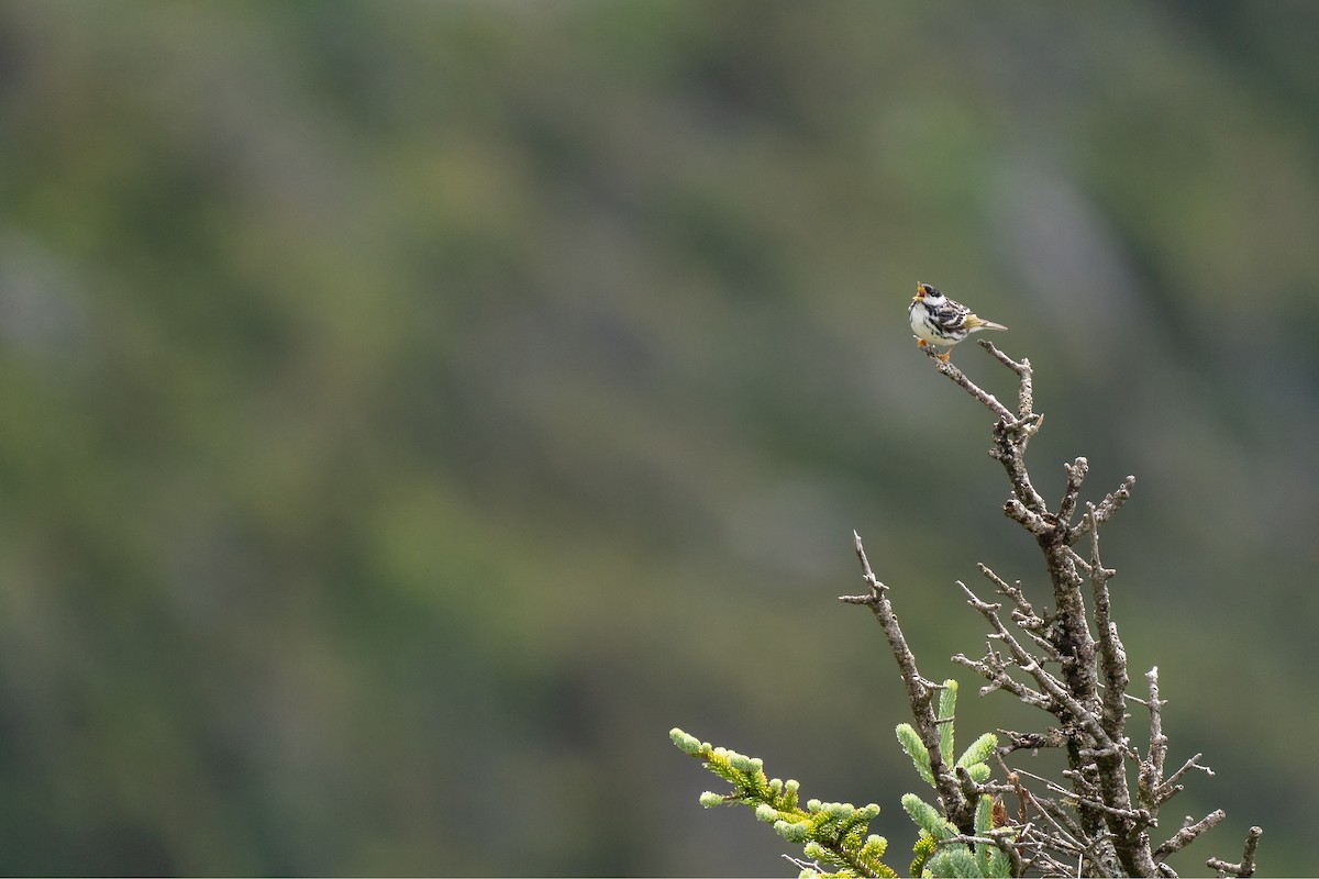 Blackpoll Warbler - ML463839101