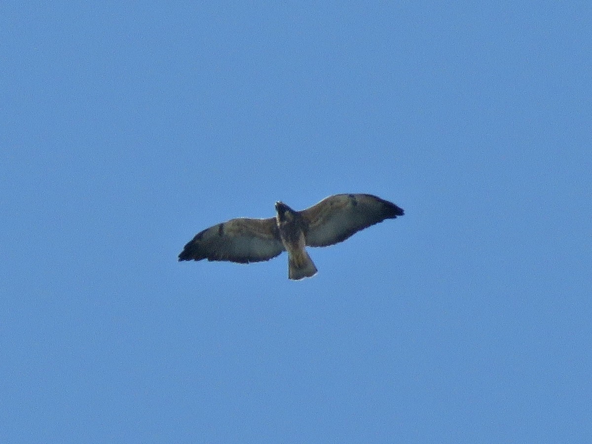 White-tailed Hawk - ML463839701