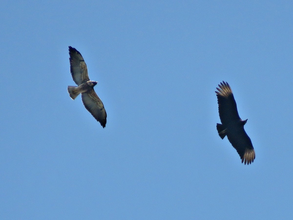 White-tailed Hawk - ML463839711