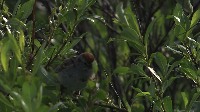 American Tree Sparrow - ML463841