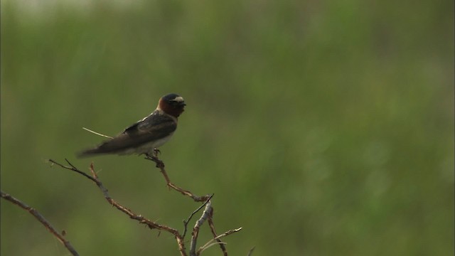 Cliff Swallow - ML463842