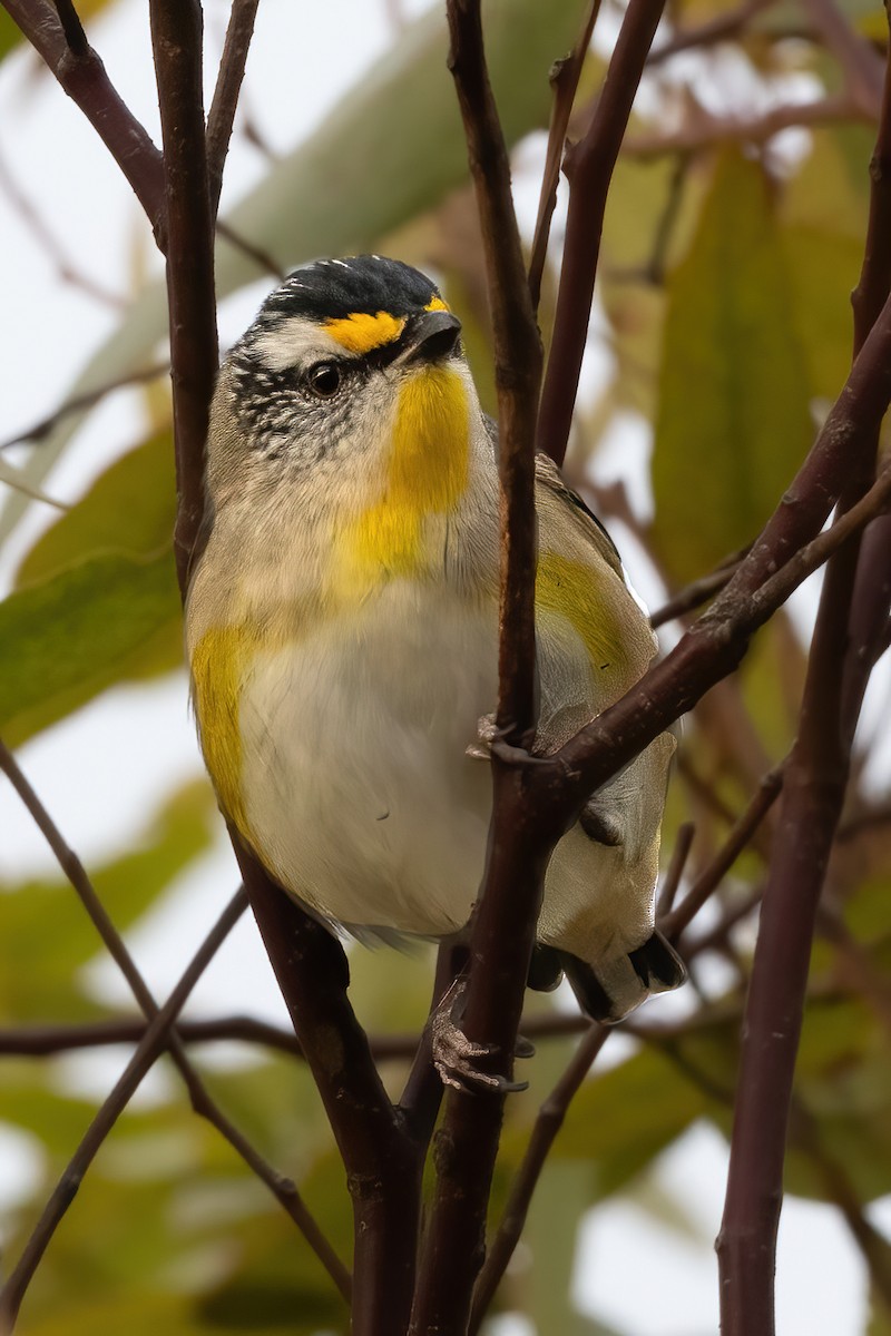 Striated Pardalote - Anthony Sokol