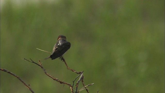 סנונית אמריקנית - ML463843