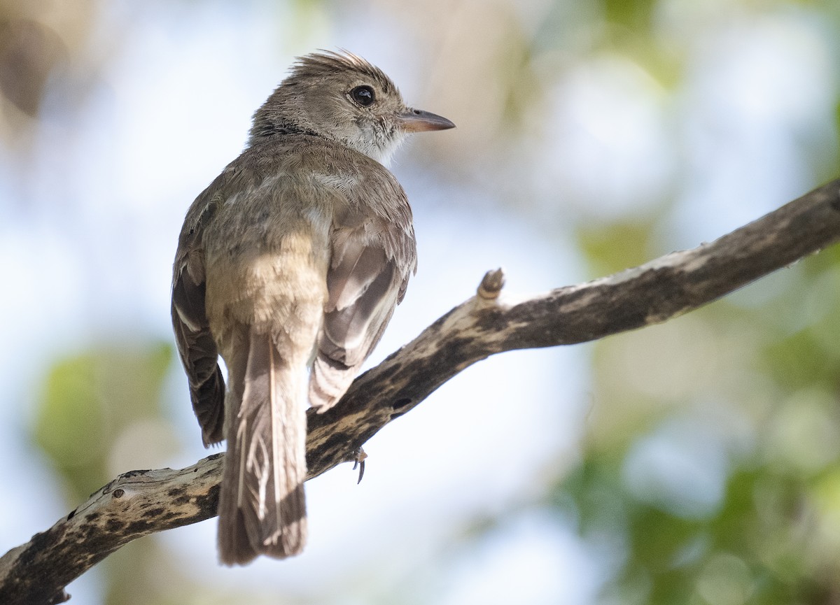 Caribbean Elaenia - Wesley Hochachka