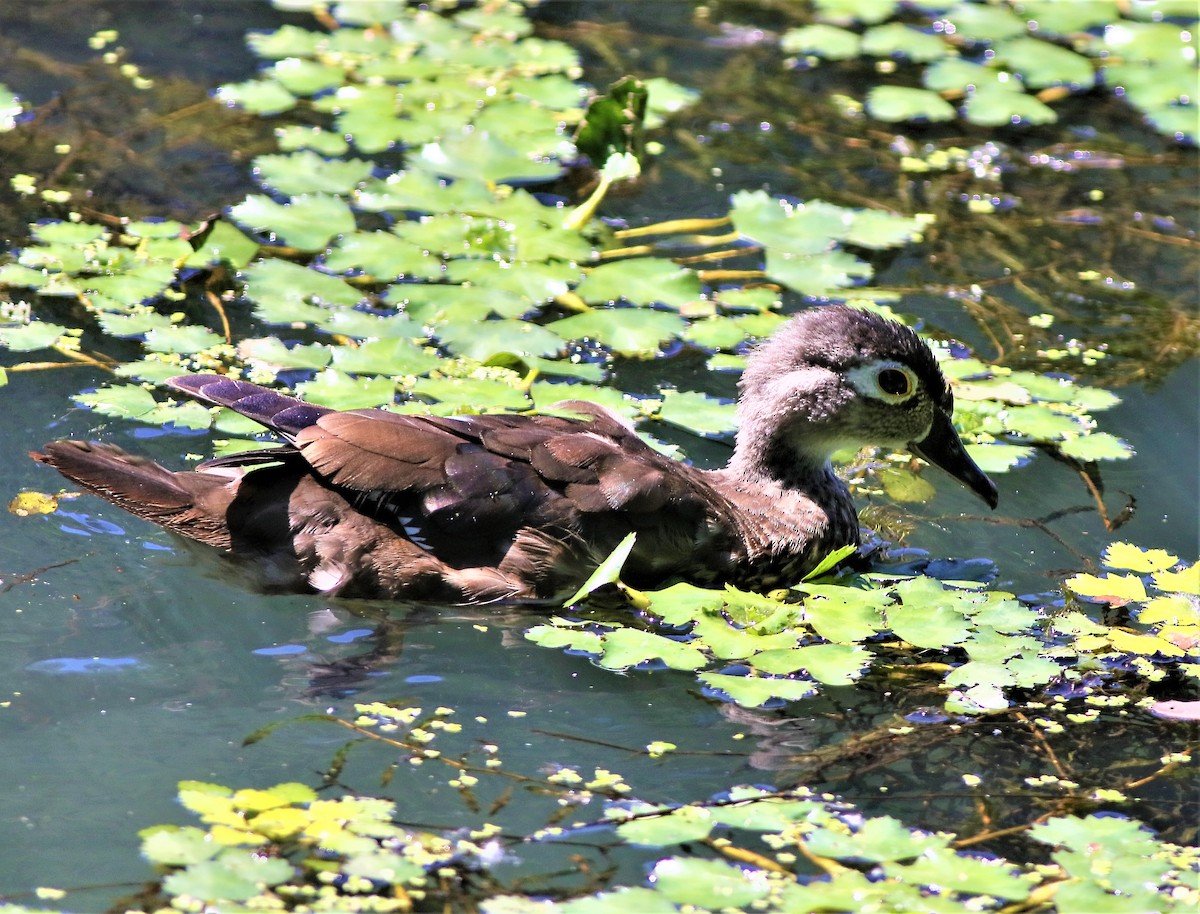 Wood Duck - ML463843361