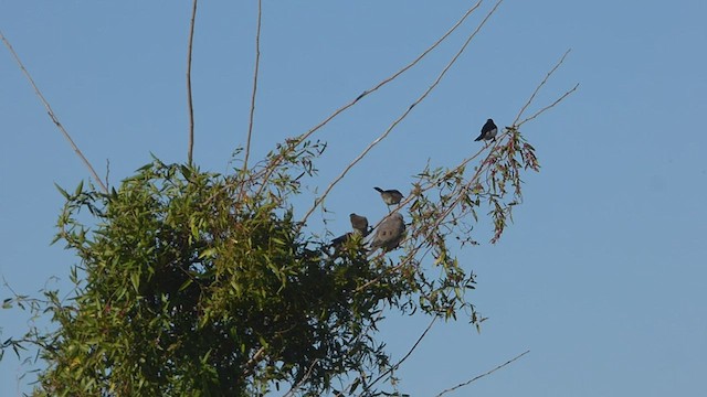 Yellow-billed Cardinal - ML463843611