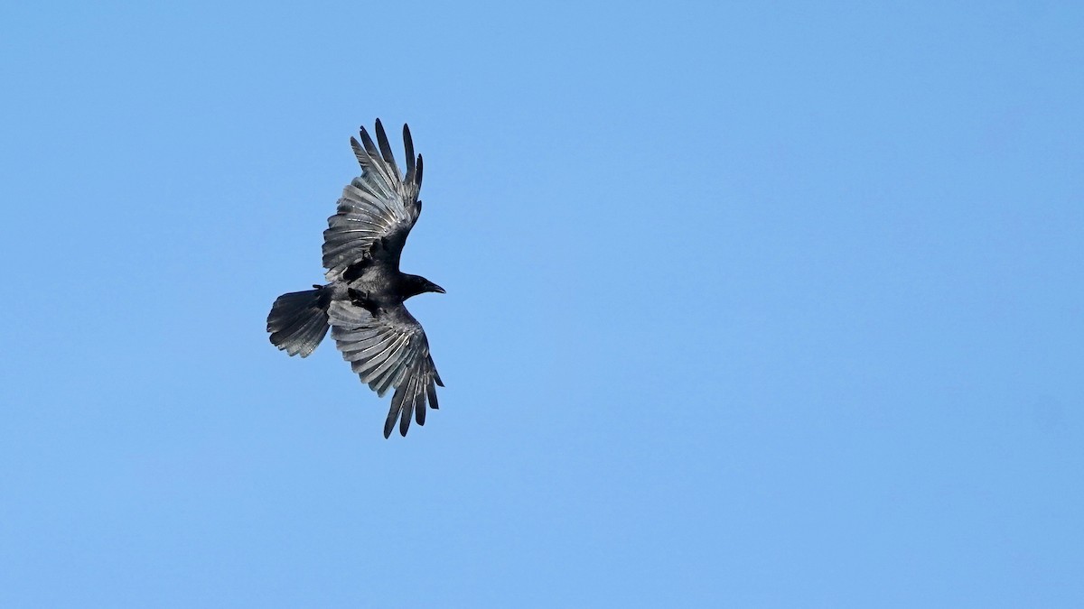 American Crow - ML463847081