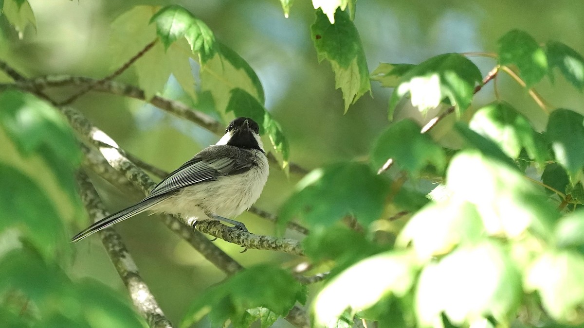 Black-capped Chickadee - ML463847691