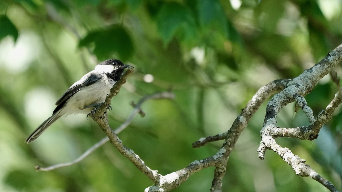 Black-capped Chickadee - Indira Thirkannad