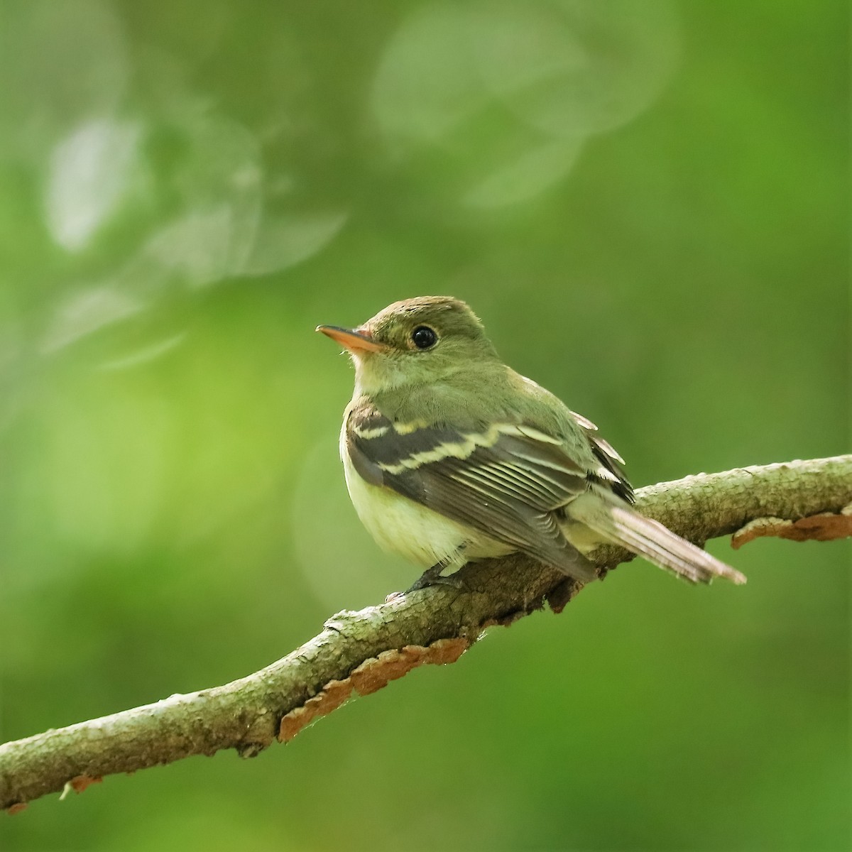 Acadian Flycatcher - ML463848061