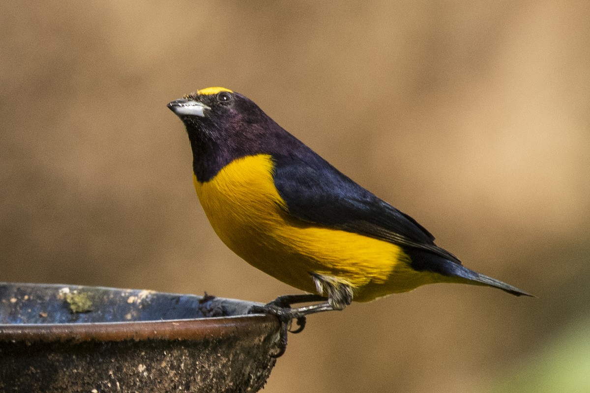 Purple-throated Euphonia - ML463848651