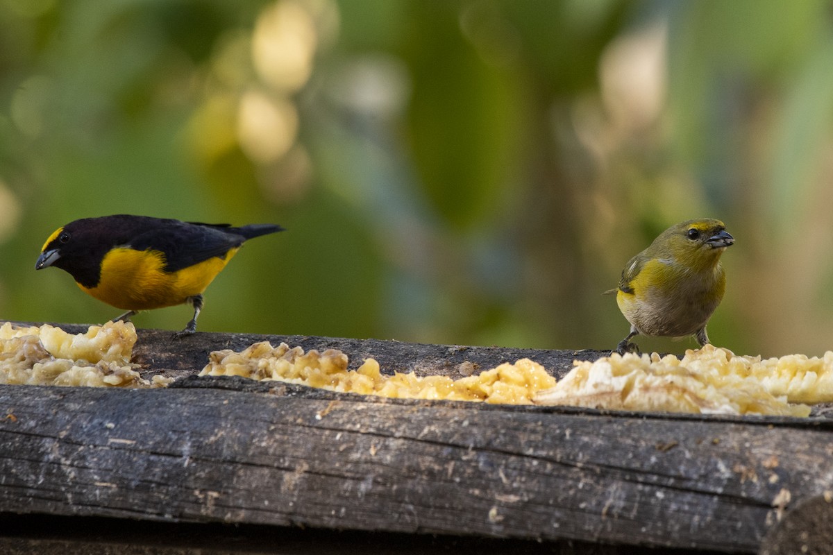 Purple-throated Euphonia - ML463848701