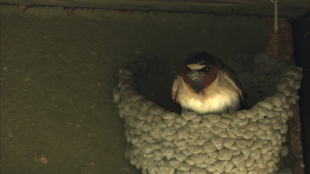 Cliff Swallow - ML463849