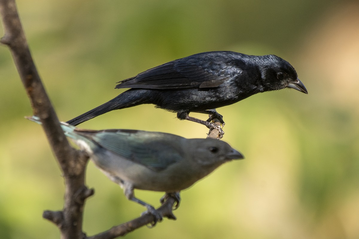 Ruby-crowned Tanager - ML463849891