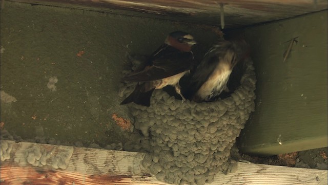 Cliff Swallow - ML463850