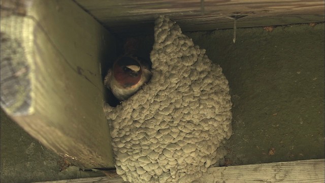 Cliff Swallow - ML463851