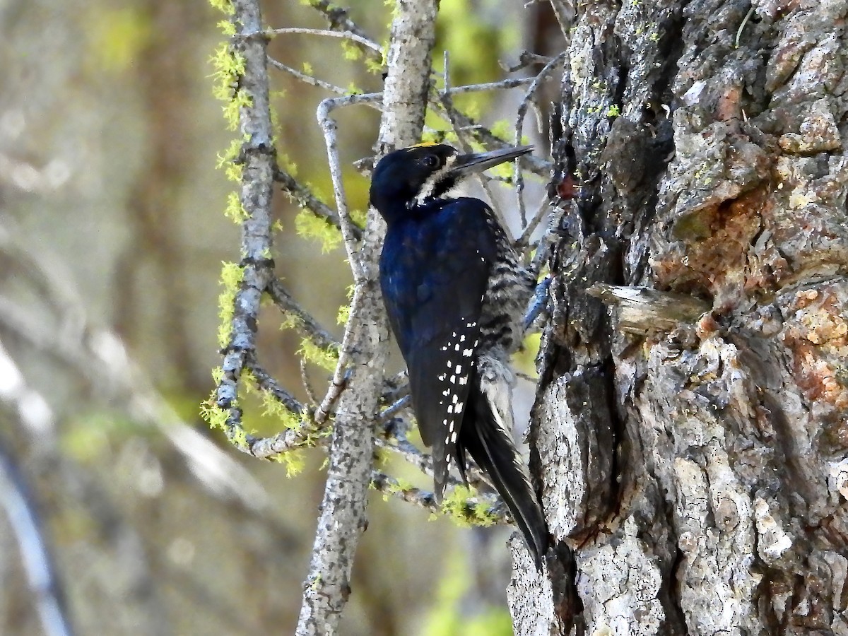 Black-backed Woodpecker - Ron Pozzi