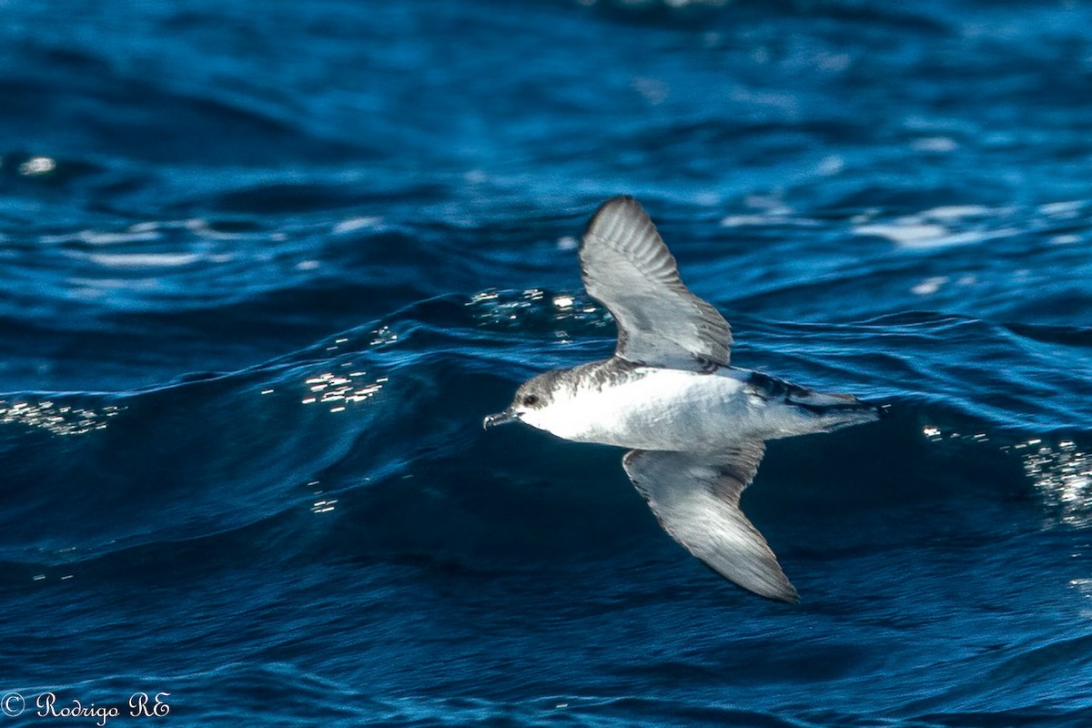 Subantarctic Shearwater - ML463851751