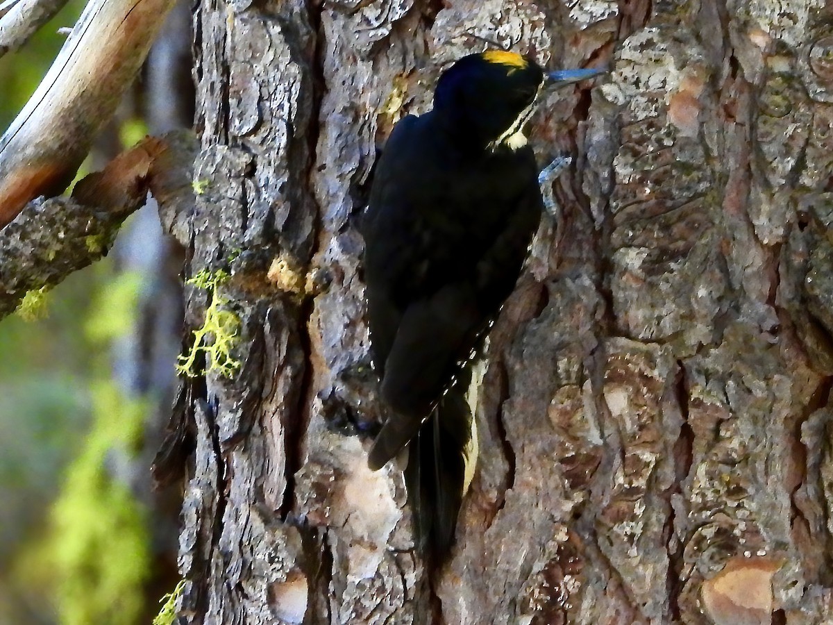 Black-backed Woodpecker - ML463851921