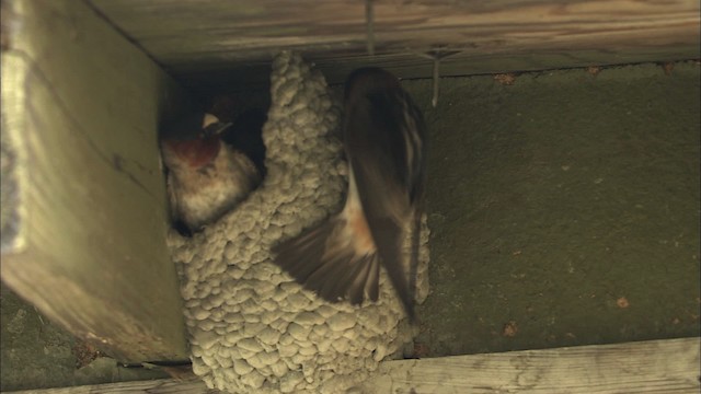 Cliff Swallow - ML463852