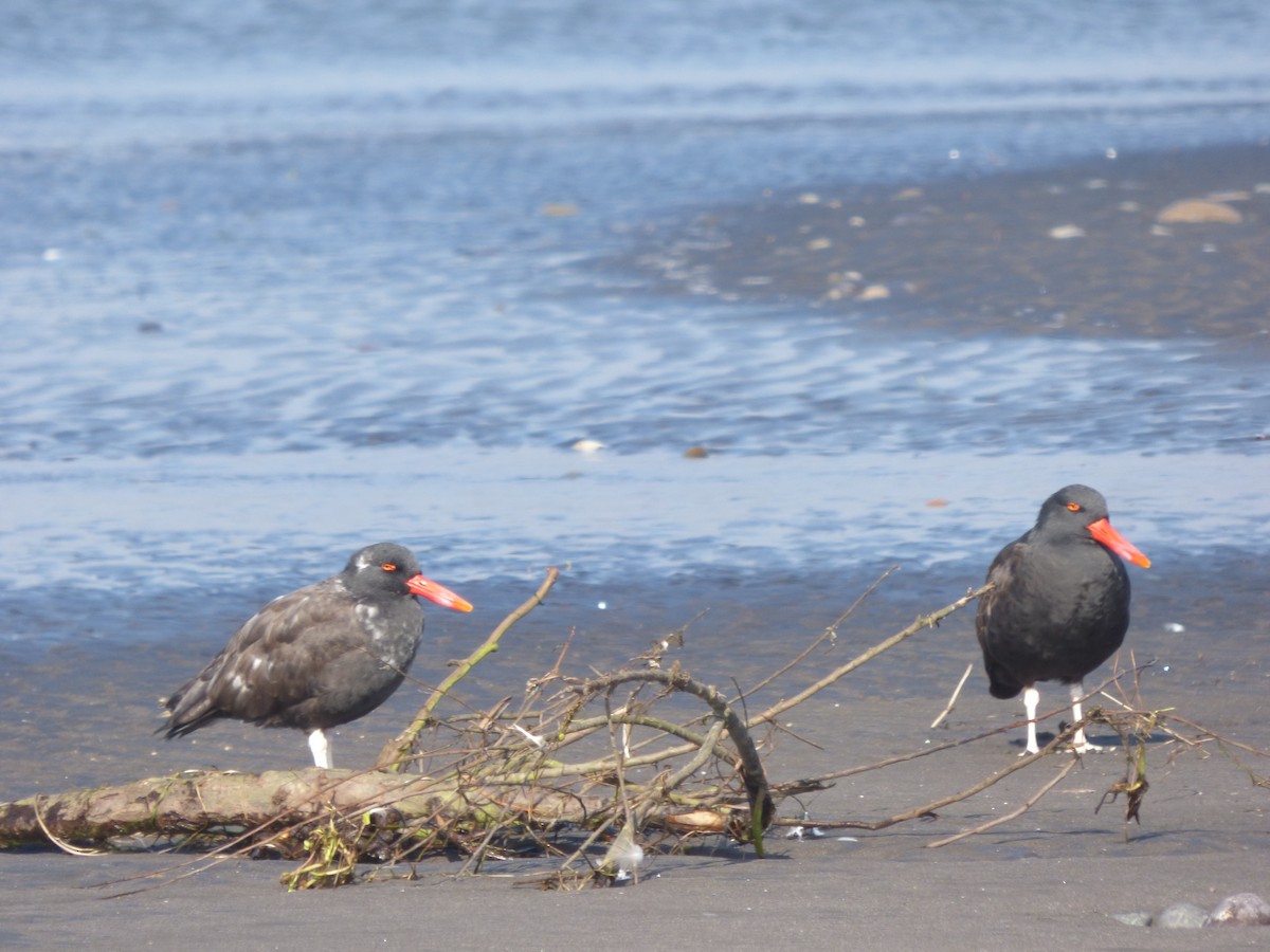 Blackish Oystercatcher - ML463852521