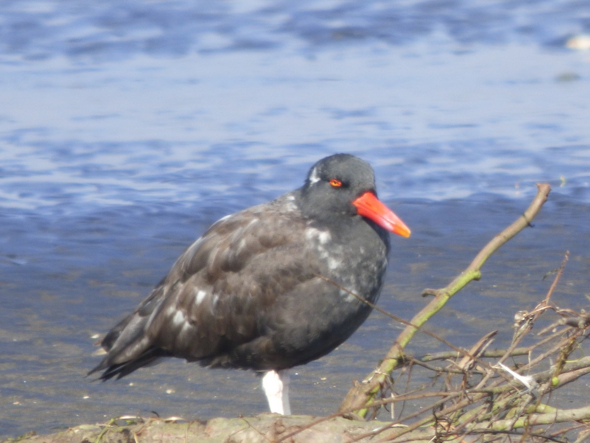 Blackish Oystercatcher - ML463852601