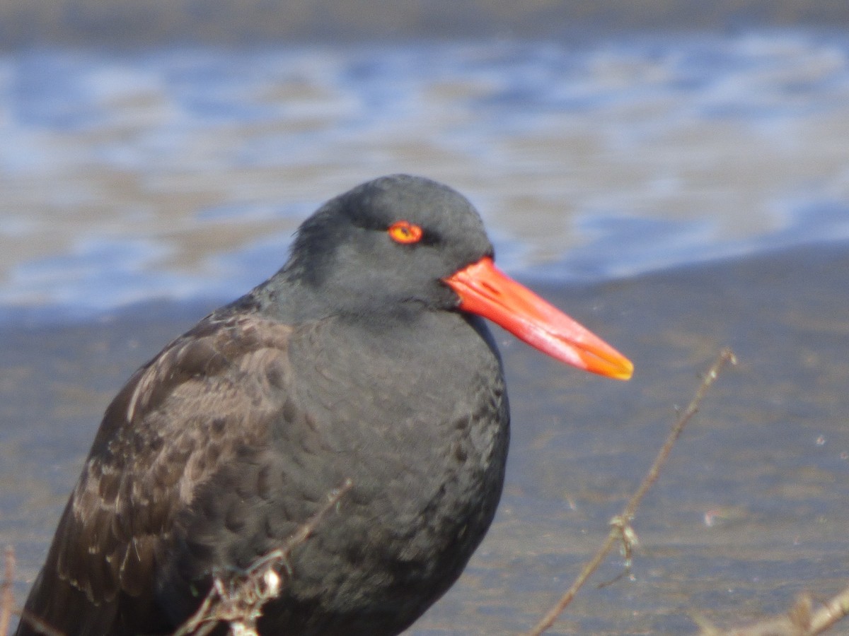 Blackish Oystercatcher - ML463852871