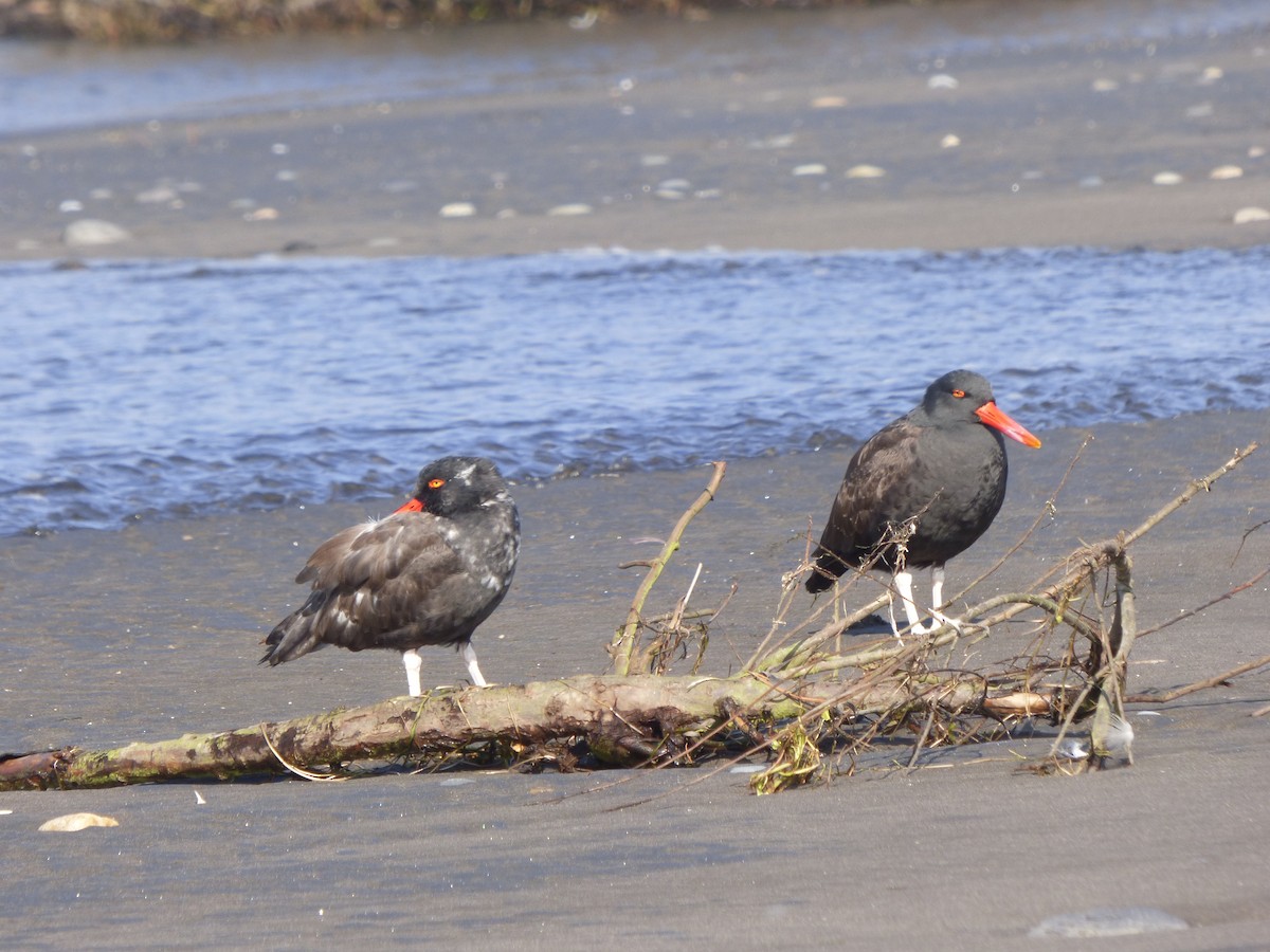 Blackish Oystercatcher - ML463852901