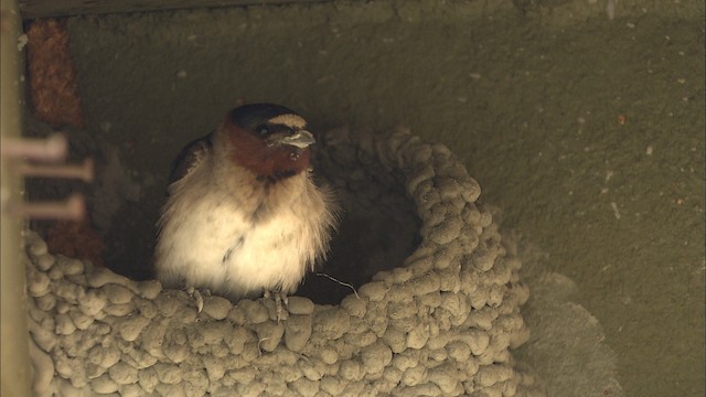 Golondrina Risquera - ML463853