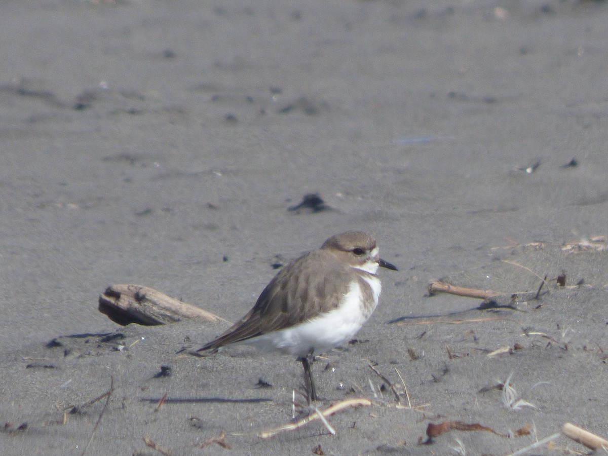 Two-banded Plover - ML463853041