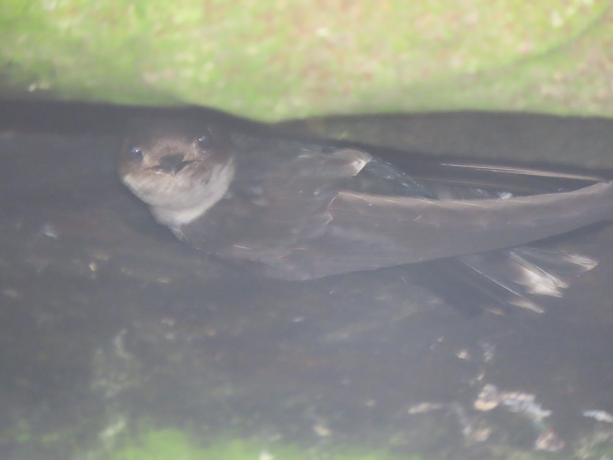 White-tipped Swift - ML463853061