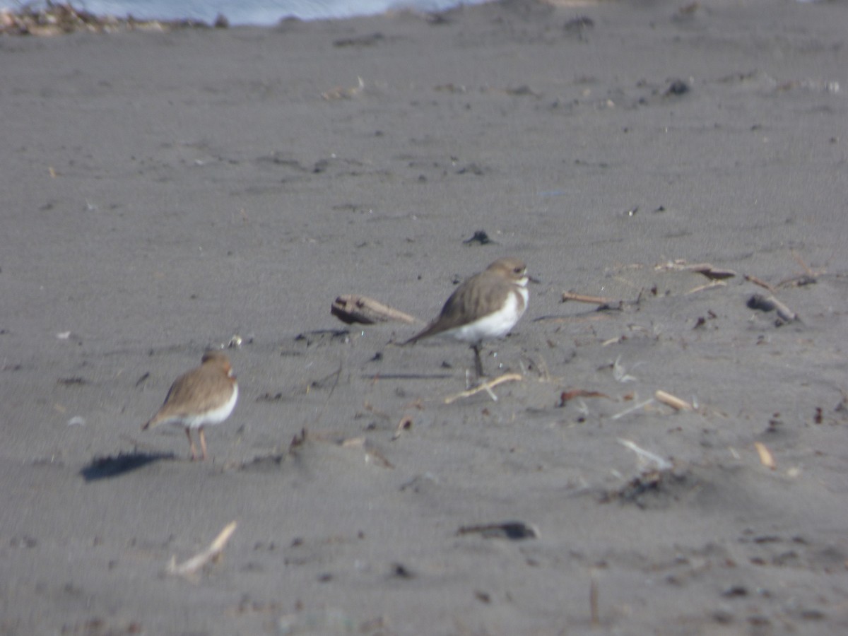 Two-banded Plover - ML463853091
