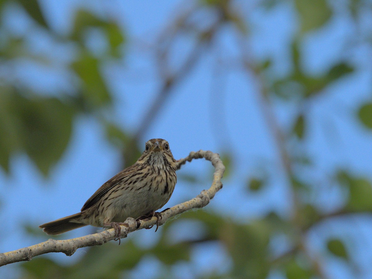 Song Sparrow - ML463853621