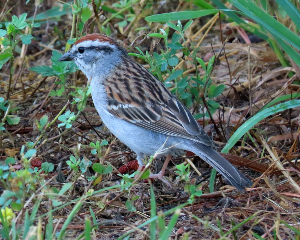 Chipping Sparrow - ML463853881