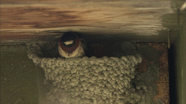 Cliff Swallow - ML463854