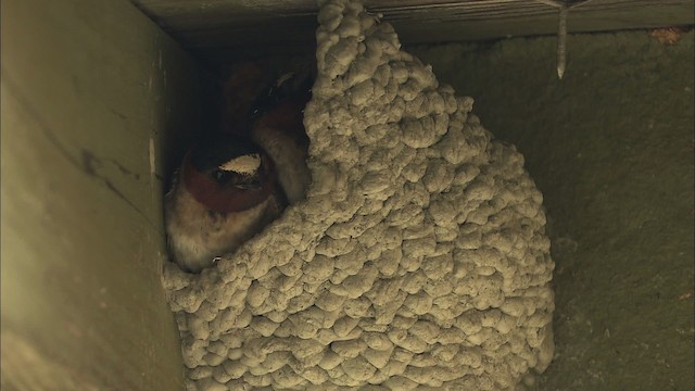 Cliff Swallow - ML463855