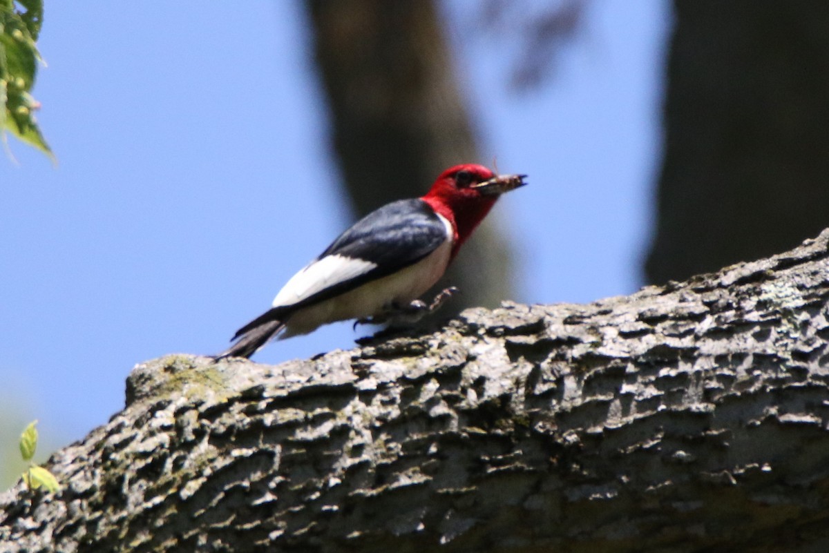 Red-headed Woodpecker - ML463855111